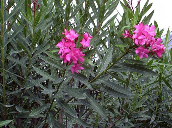 Whether the oleander is poisonous 