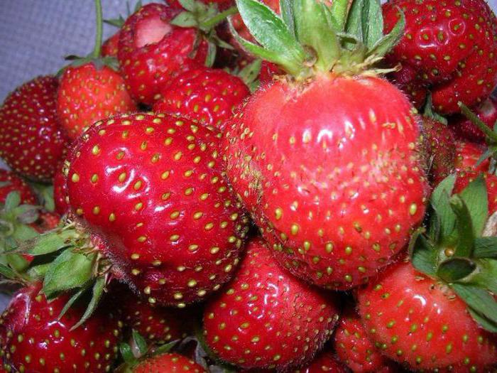 Strawberry Moscow delicacy description of the grade
