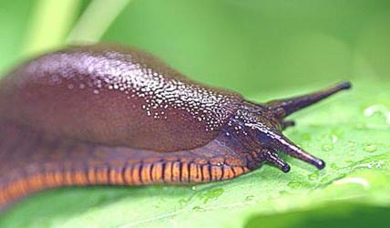 slug fighting with it