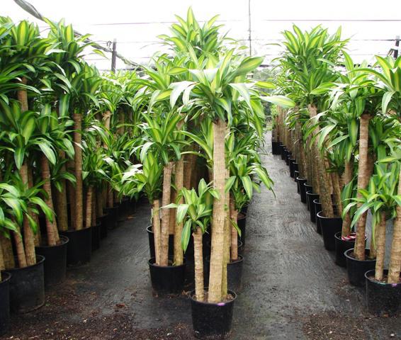 how to care for a dracaena palm tree