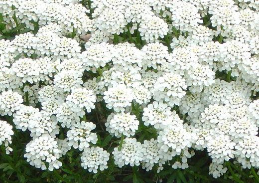 Why do we dream of white flowers?