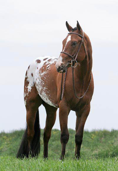 horse appaloosa 