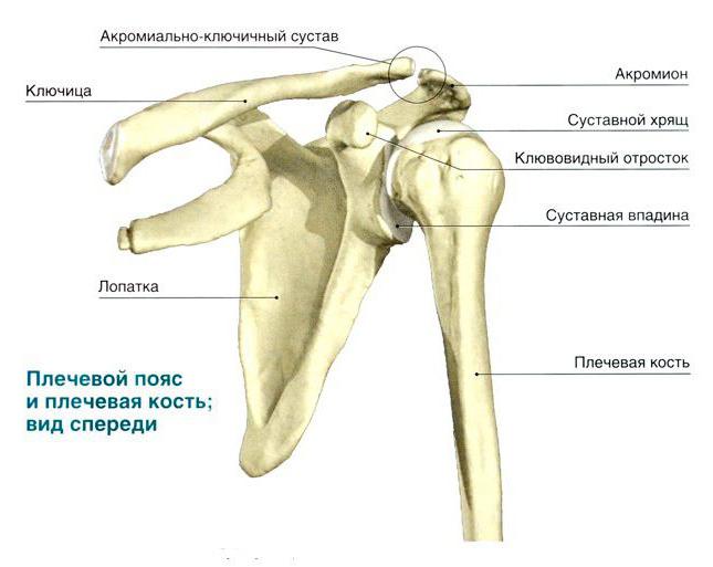 normal anatomy of the humerus